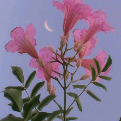 天使之鱼手机版下载